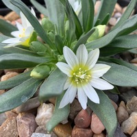 Lewisia nevadensis 'Alba'